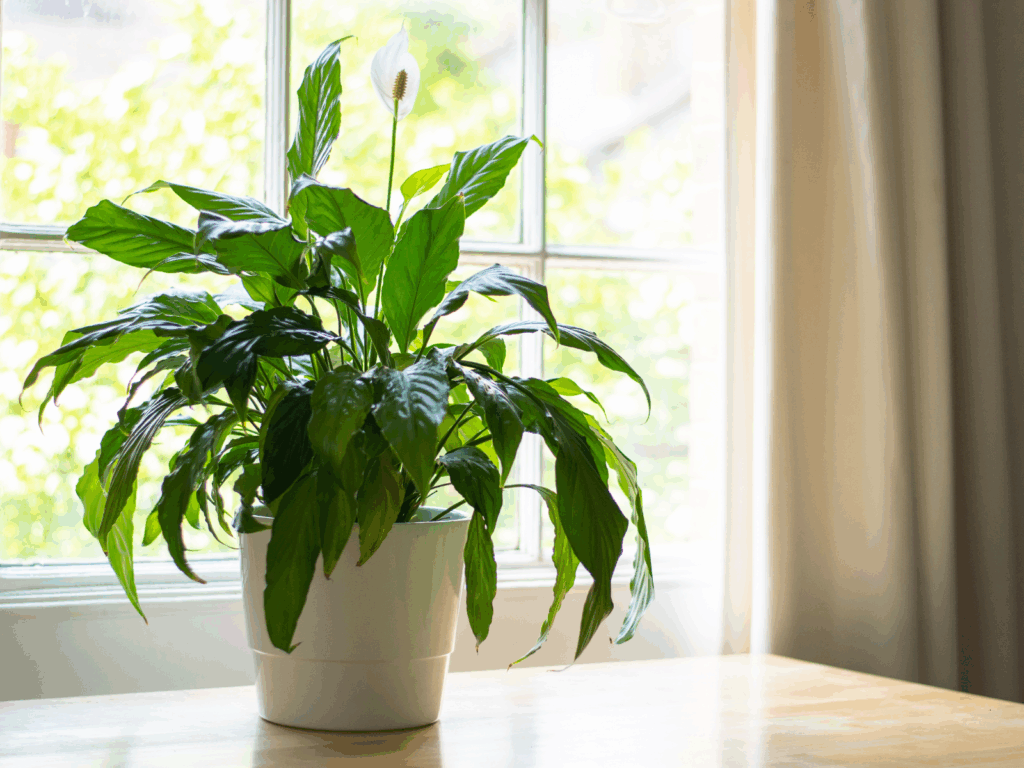 peace lily