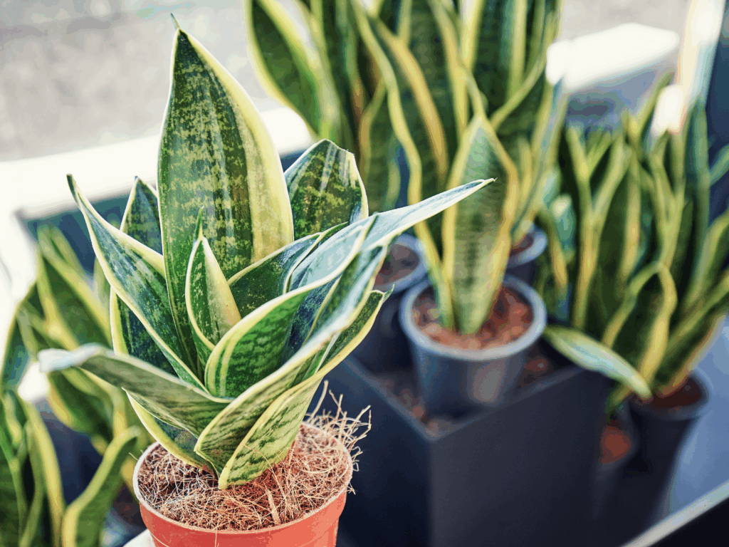 snake plant