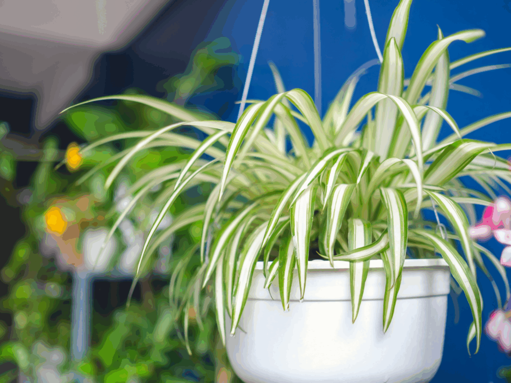 spider plant