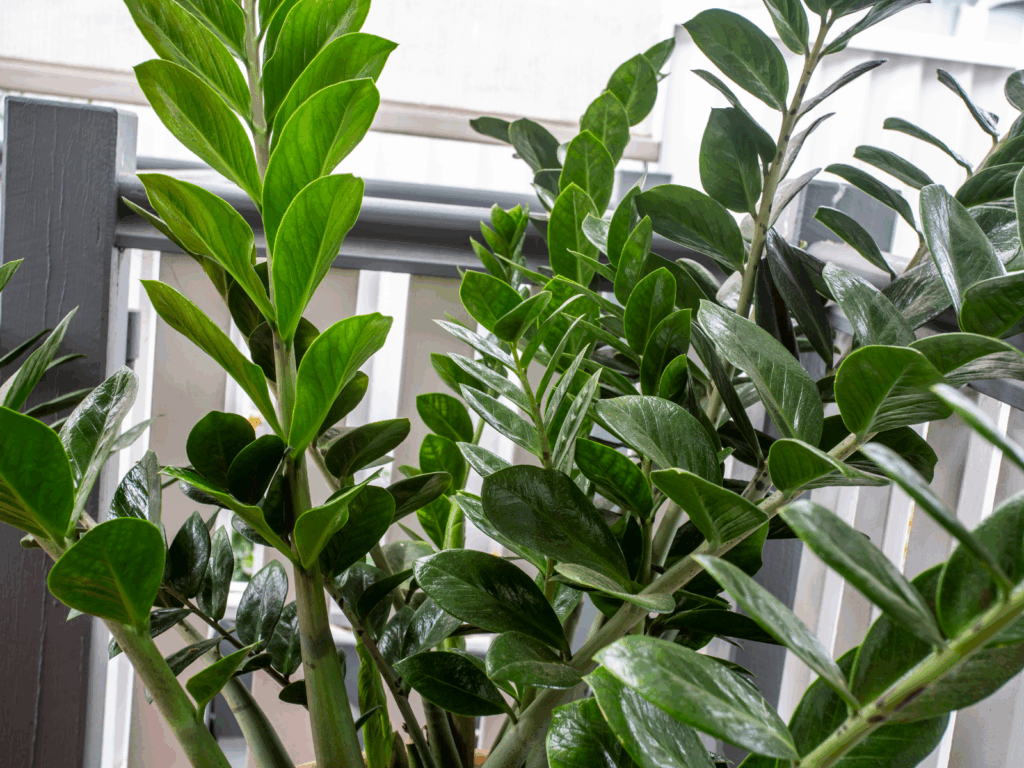 zz plant